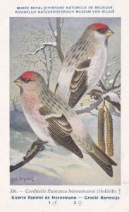 Common Redpoll Carduelis Flammea Vintage WW2 Bird Rare Postcard