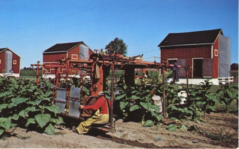 tobacco plant images flower How to Plant and Grow Flowering Tobacco