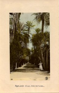 Algeria - Algiers. Garden of d'Essai, Yucca Lane.   *RPPC