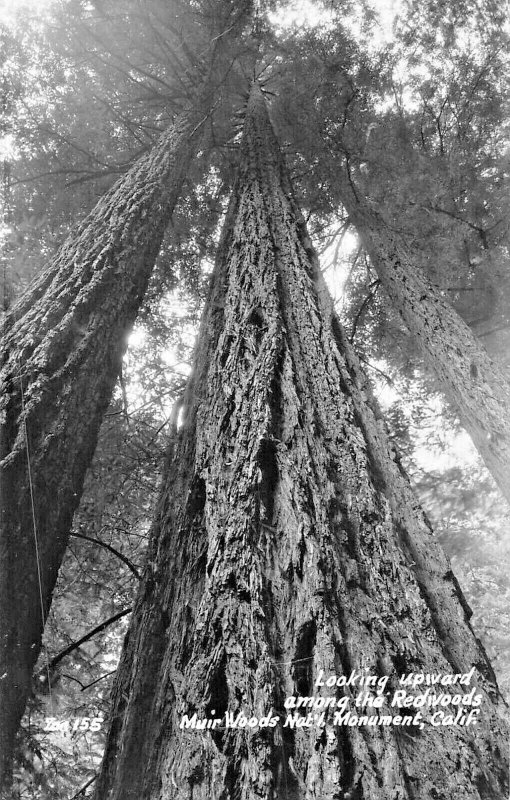 MUIR WOODS NATIONAL PARK CA CALIFORNIA~LOT OF 8 1940s REAL PHOTO POSTCARDS