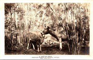 New York City American Museum Of Natural History Real Photo