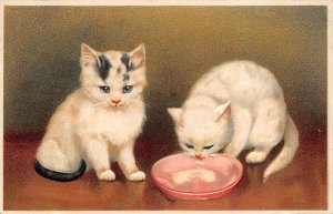 Cat Cats, Kitten Non Postcard backing Unused 