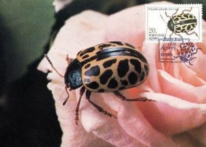 Portugal Nemastomatidae Stag Beetle Insect Rare Photo Stamp First Day Cover