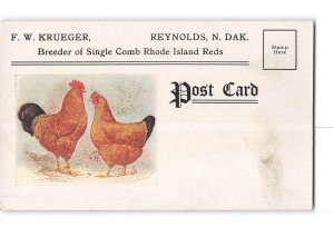 Reynolds North Dakota NB Postcard 1907-1915 FW Krueger Breeder Rhode Island Reds