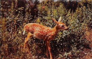 Pocono Wild Animal Farm  Stroudsburg, Pennsylvania PA