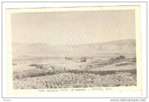 The Earliest Fruit In Canada, Osoyoos, B.C., Canada, 1910-1920s