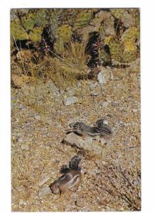 Gray Tailed Antelope Squirrels also known Harris Ground Squirrels