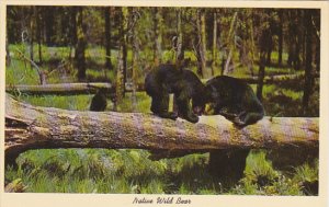 Native Black Bear