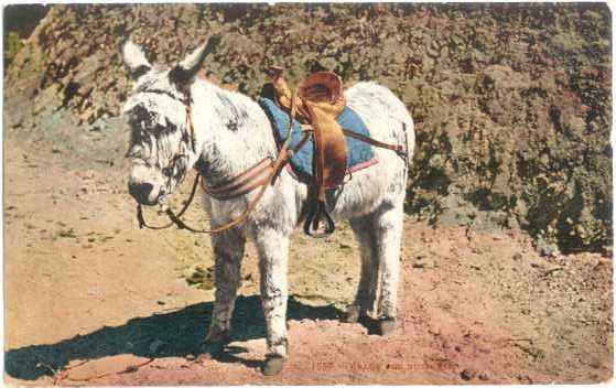 Ready for Business, Cute little Donkey, 1908 Divided back