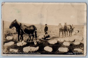 1908 The Way They Dig Potatoes In Washington WA Exaggerated  RPPC Photo Postcard