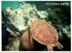 Florida Keys Huge Loggerhead Sea Turtle On The Reef