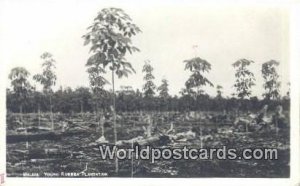 Real Photo Young Rubber Plantation Malaya, Malaysia Unused 