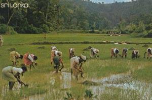 Sri Lanka Transplanting Paddy Rice Fields Culture 1972 Postcard