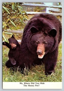 Bear with Her Cub Where Did You Hide the Honey Pot 4x6 Postcard 1742