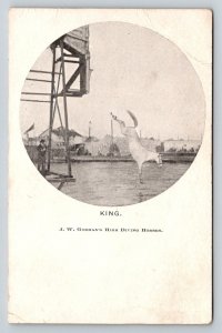 King  J. W. Gorman's  High Diving Horses    Postcard