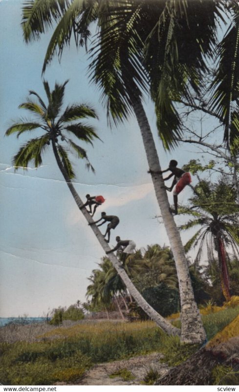 RP: L'AFRIQUE EN COULEURS, 1920-30s ; La cueillette des noix de Coco