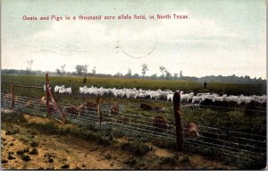 Goats and Pigs in Alfalfa Field, TX c1908 Vintage Postcard Q59