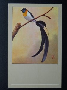 Bird Theme PARADISE WHYDAH c1950s Postcard by P. Sluis Series 3 No.35