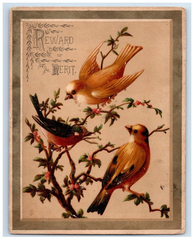 1880s Victorian Card Three Beautiful Birds In Tree #6D