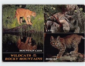 M-129734 Wildcats Of The Rocky Mountains