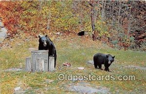 Bear Having Lunch Paper on back 