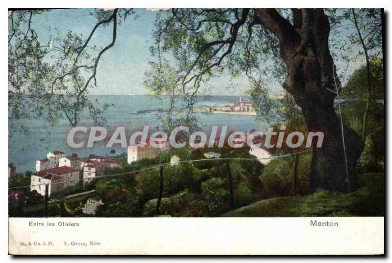 Old Postcard Menton Between Les Oliviers