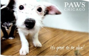 M-14372 It's great to be alive Paws Chicago Illinois