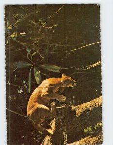 Postcard Wildcat, Animal Forest, Charleston Landing, Charleston, South Carolina