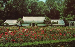 Theodore Alabama AL, Bellingrath Gardens and Home, Mobile Rose Garden, Postcard