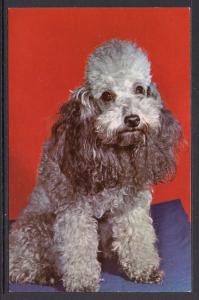 Poodle,Alfred Mainzer