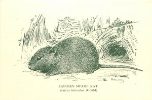 Australian Wildlife Art Postcard; Eastern Swamp Rat, Victoria Museum, Browning