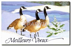Modern Postcard Best Wishes ducks geese