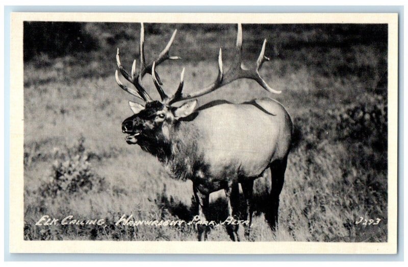 c1940's Elk Calling Wain Wright Alta Canada RPPC Photo Unposted Vintage Postcard