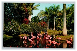 Vintage 1950's Photo Postcard Birds of Tropical Florida Flamingos Peacocks -COOL