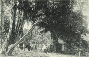 PC CPA SRI LANKA, CEYLON, KALTURA BANYAN TREE, Vintage Postcard (b13664)