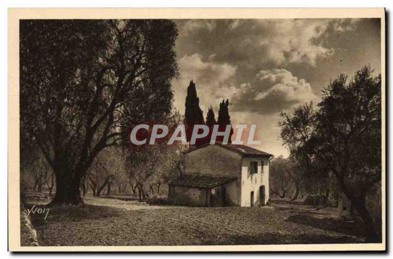 Old Postcard Grasse Olives and Cypres