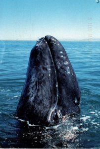 Mexico Baja California Coast Gray Whale Nursery 1997