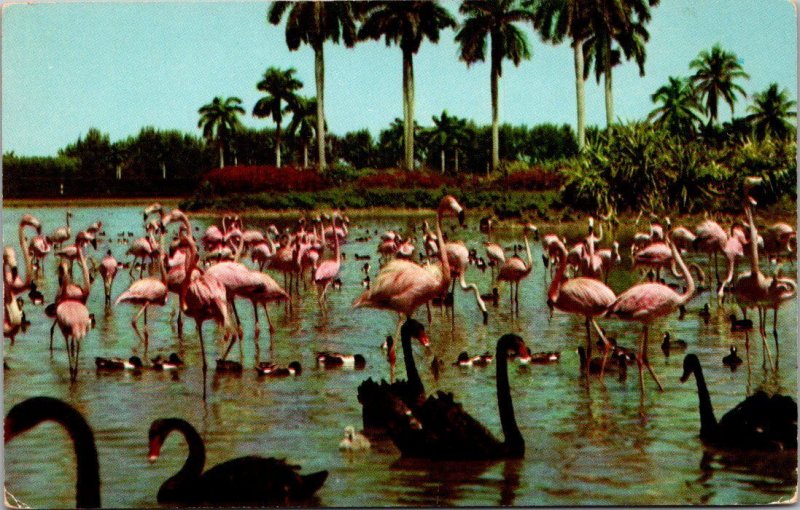 Florida Miami Hialeah Race Course Flamingos and Black Swans