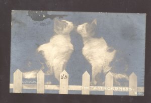RPPC 1905 THE ROTOGRAPH COMPANY CUTE CATS KITTENS REAL PHOTO POSTCARD