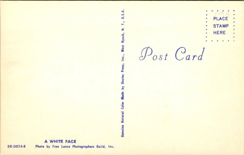 A White Face - [MX-674]