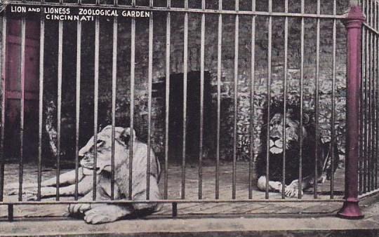 Lion And Lioness At The Zoological Garden Cincinnati Ohio