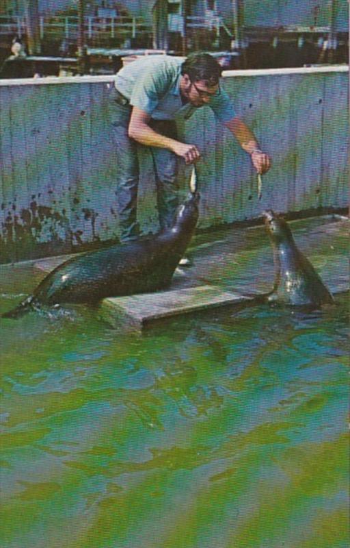 Massachusetts Boston Harbor Seals New England Aquarium Central Wharf