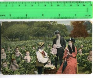 287743 MULTIPLE BABIES in Cabbage Vintage collage postcard
