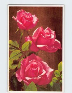 Postcard Three Roses