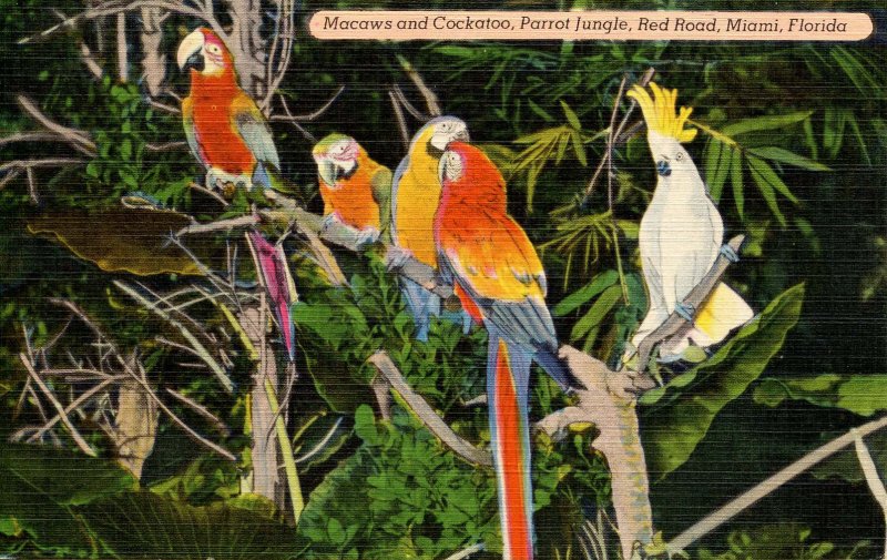 Macaws and Cockatoo