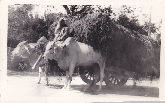Pakistan Karachi Bullock Cart Real Photo