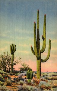 Cactus Giant Sahuaro Cactus Arizona Curteich