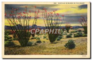 Old Postcard Ocotillo In Bloom On The Desert