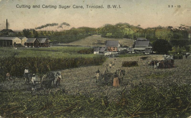 Trinidad B.W.I., Cutting and carting Sugar Cane (1928) Postcard