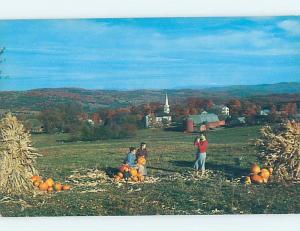 Pre-1980 HALLOWEEN PUMPKINS IN FIELD Peacham - Near Barre & Montpelier VT F8441